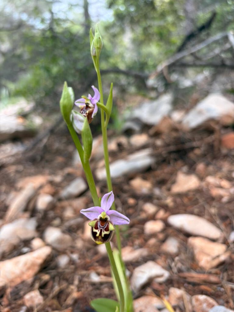 Orchidee Lykien
