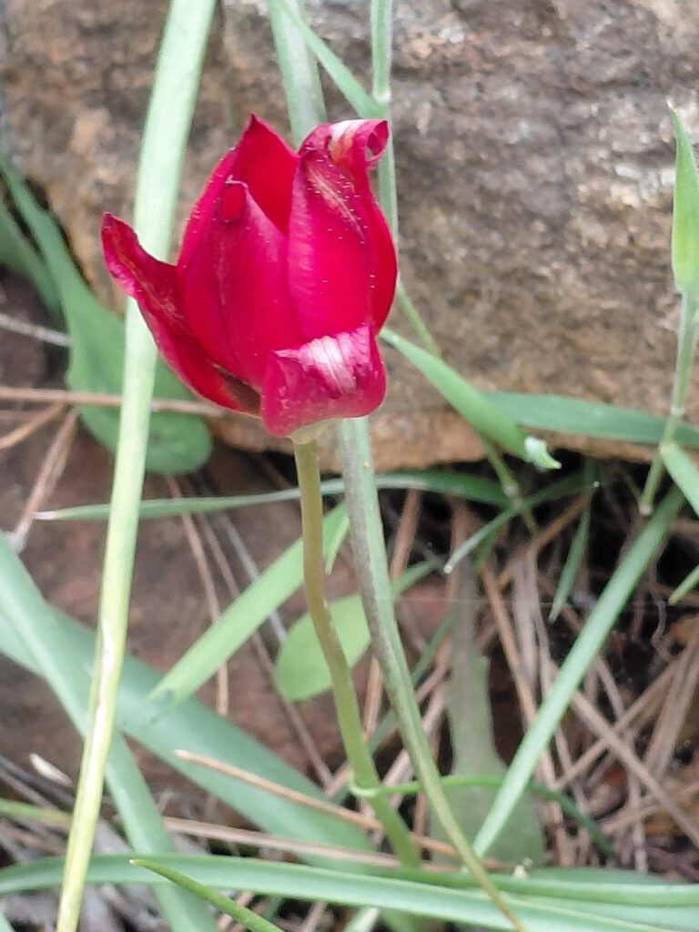 Tulpe Ararat